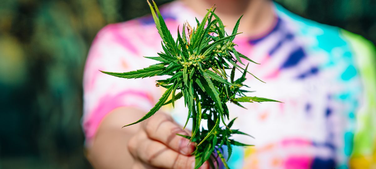 Растение конопли в руках человека, крупный план