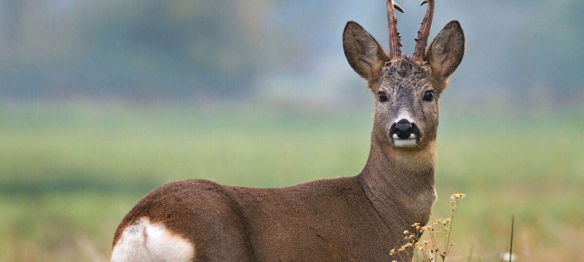казуля, жывёла