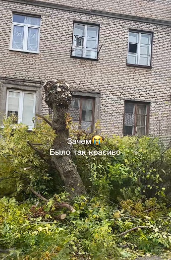 абрубленыя дрэвы каля дома