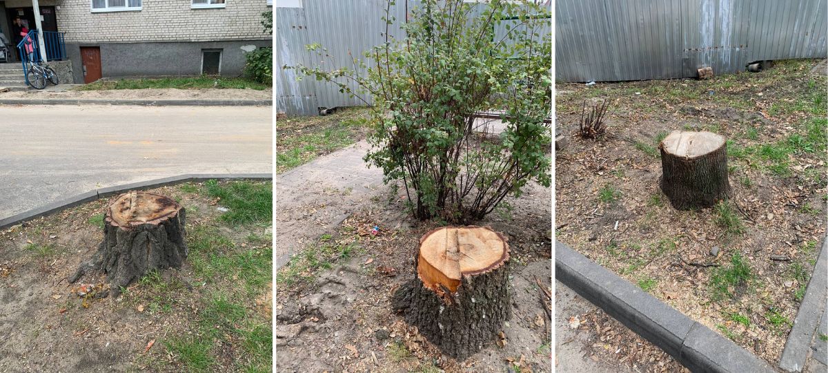 Пеньки от спиленных деревьев на бульваре Космонавтов в Бресте. Коллаж BGmedia