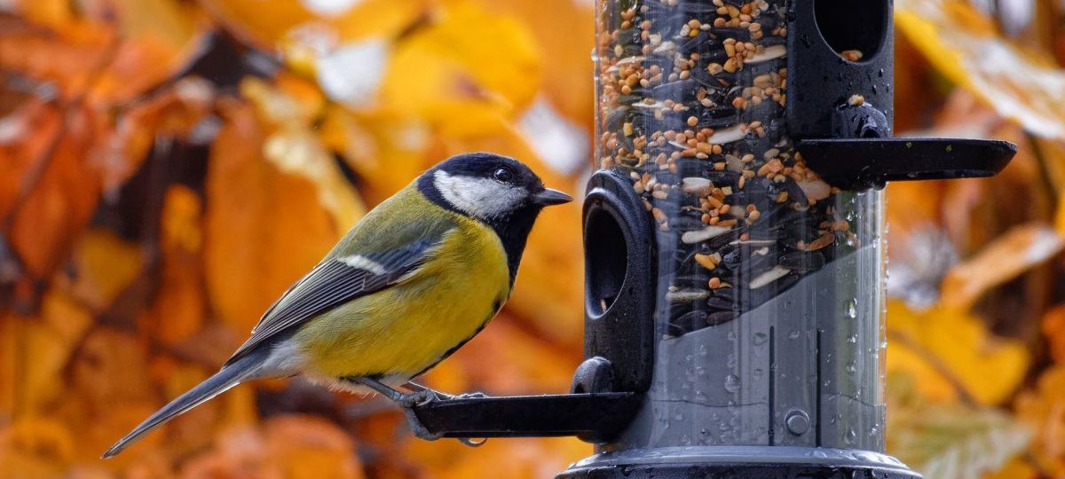 современная кормушка для птиц с синицей
