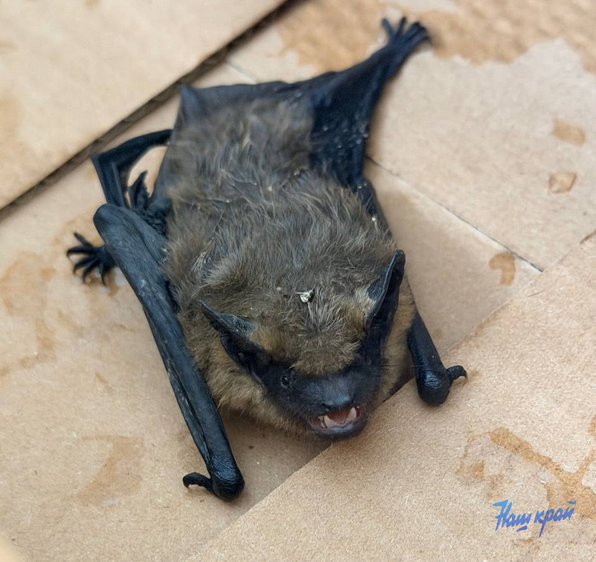 Летучая мышь, найденная жительницей Барановичей.