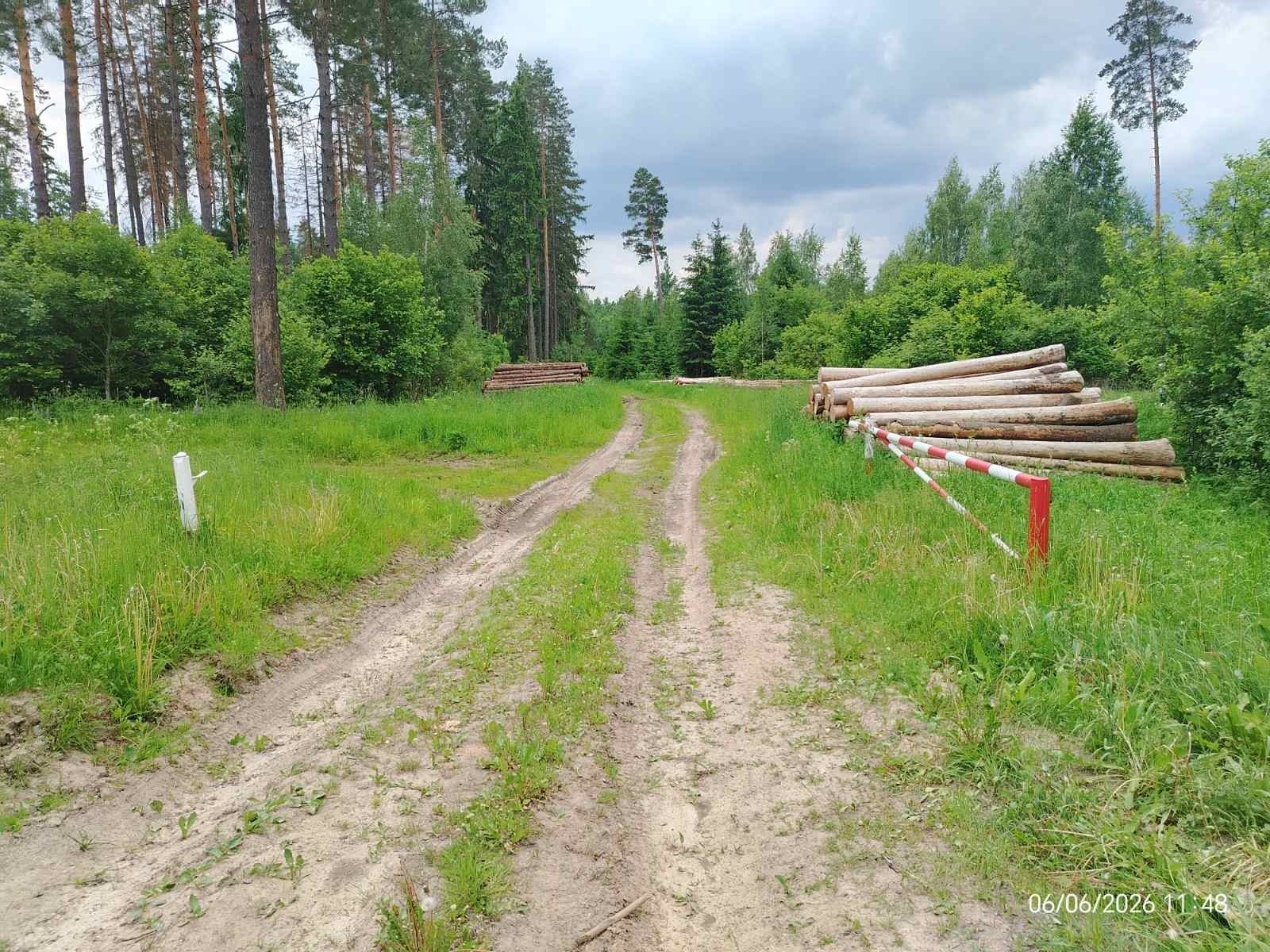 лес с дровами 