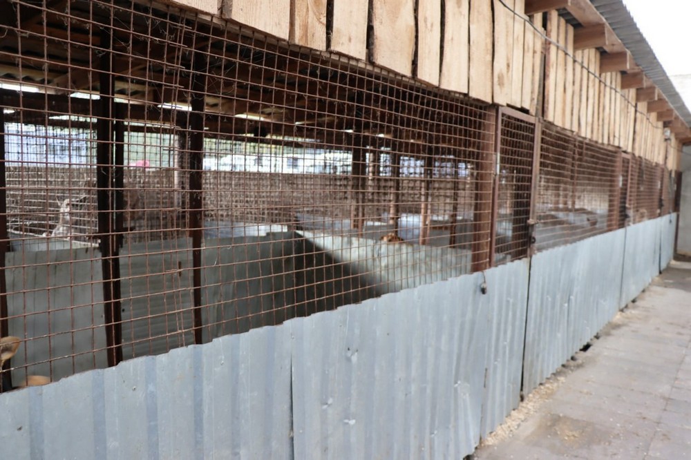 Пункт временного содержания безнадзорных животных Пинского районного ЖКХ. Фото: «Пинский вестник»